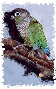 real_conure