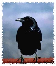 american_crow