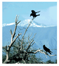 american_crows