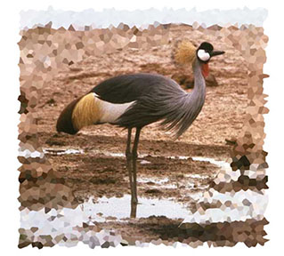 crowned_crane