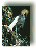 crowned_crane