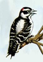 illus_downy_woodpecker