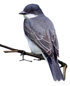 real_kingbird