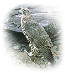 gyrfalcon