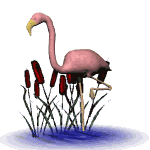 animated_flamingo