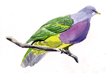 fruit_pigeon