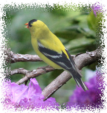 real_goldfinch