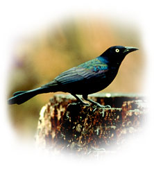 real_grackle