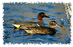 green_winged_teal