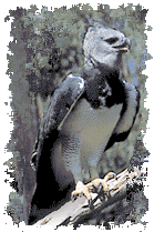 real_harpy_eagle
