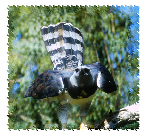 real_harpy_eagle
