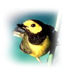real_hooded_warbler