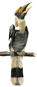 great_hornbill