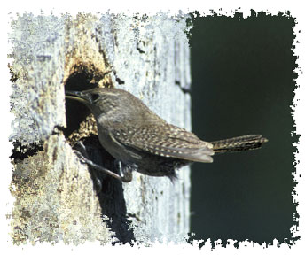 real_house_wren