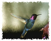 hummingbird