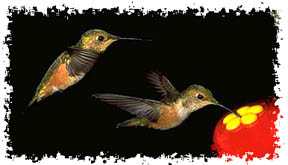 hummingbird