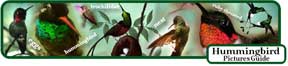 hummingbird_info_link