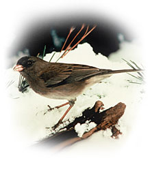 real_junco