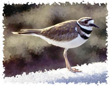 killdeer