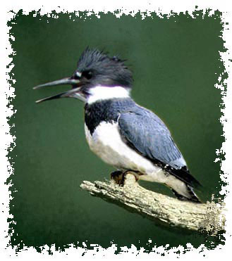 belted_kingfisher