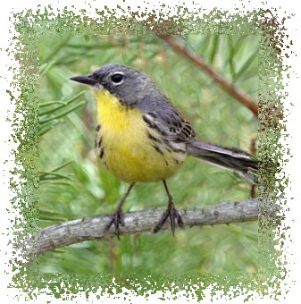 kirtland_warbler
