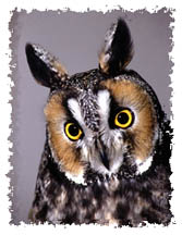 long_eared_owl