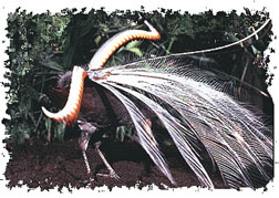 lyrebird