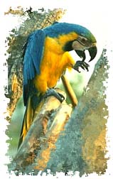 blue_yellow_macaw