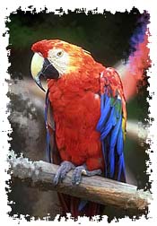 scarlet_macaw