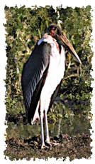 marabou_stork