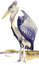 marabou_illus_jones