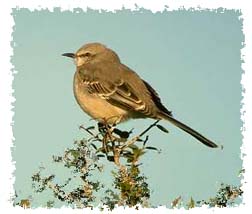 mockingbird