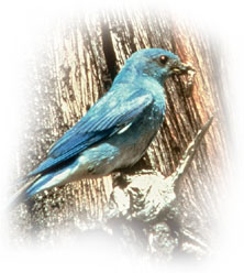 mountain_bluebird