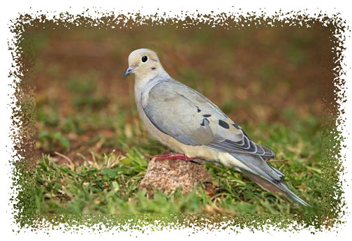 real_mourning_dove