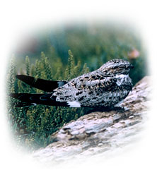 real_nighthawk