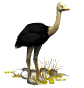 animated_ostrich