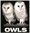 owl index