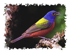 painted_bunting