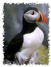 atlantic_puffin