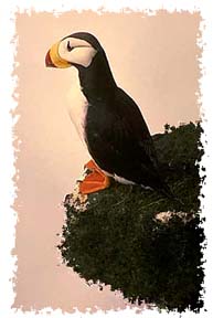 atlantic_puffin