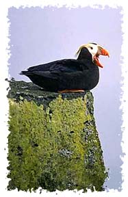 tufted_puffin
