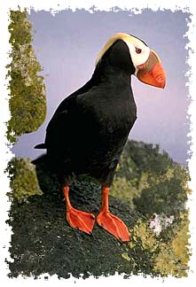 tufted_puffin