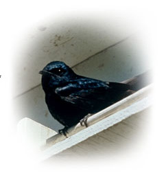 purple_martin