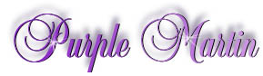 purple_martin_title