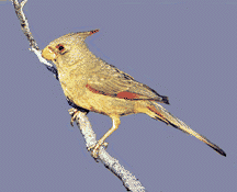 pyrrhuloxia_female