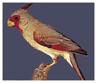 pyrrhuloxia_male