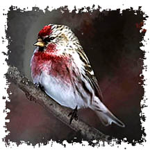 common_redpoll