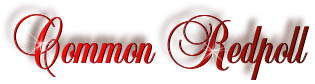 common_redpoll_title