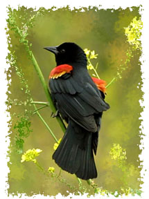 real_red_winged_blackbird