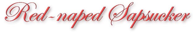rednapedsapsucker_title
